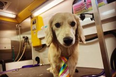 Wag On Mobile Dog Grooming Happy Dog