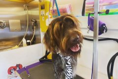 Wag On Mobile Dog Grooming Happy Dog
