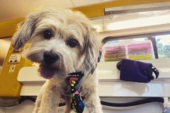 Wag On Mobile Dog Grooming Happy Dog