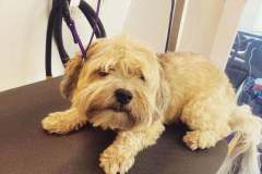 Wag On Mobile Dog Grooming Happy Dog