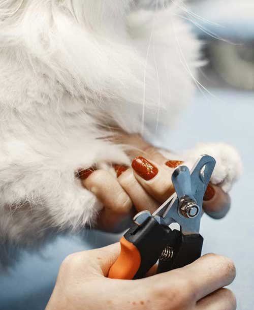 Dog Grooming Services Wag On